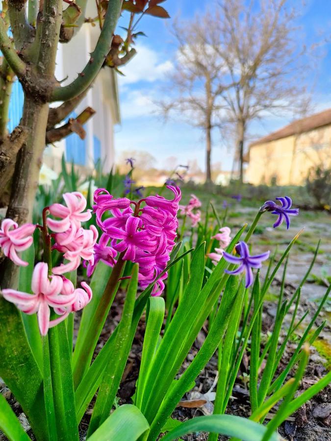 Ethno&Coffee House Tulip Bed and Breakfast Glozan Eksteriør billede